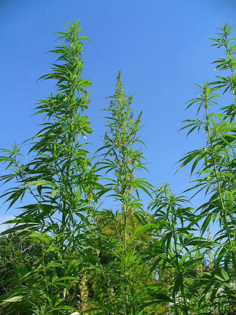 Cannabis sativa - Wikipedia, la enciclopedia libre