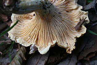 Cantharellus lilacinopruinatus