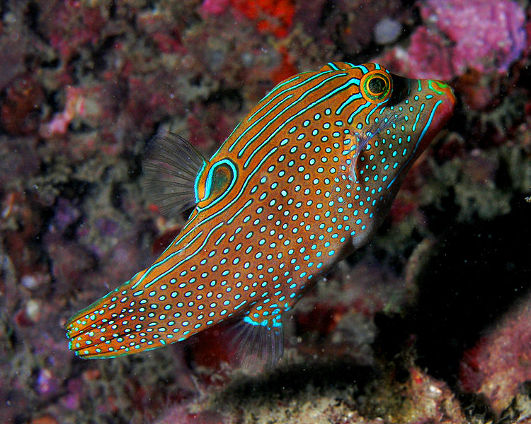 File:Canthigaster solandri (sharpnosed puffer, solander's toby, or blue-spotted toby).jpg