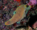 19 Canthigaster solandri (sharpnosed puffer, solander's toby, or blue-spotted toby) uploaded by Nhobgood, nominated by Citron