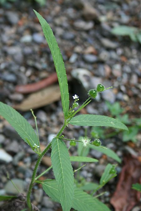 Caperonia_palustris