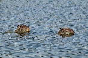 Swimming