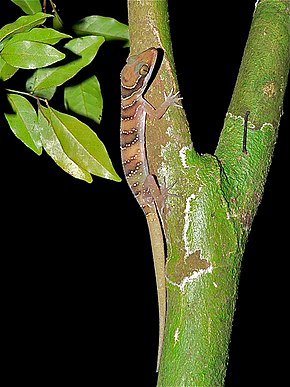 Descrizione dell'immagine Cardamon Forest Gecko (Cyrtodactylus intermedius) (7113142923) .jpg.