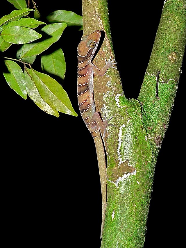 File:Cardamon_Forest_Gecko_(Cyrtodactylus_intermedius)_(7113142923).jpg