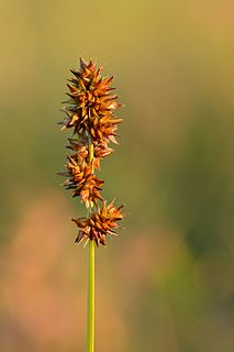 <i>Carex muricata</i> Species of plant in the family Cyperaceae