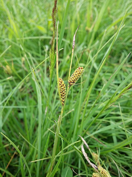 File:Carex nigra sl67.jpg