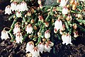 Cassiope lycopodioides 'Beatrice Lilley'