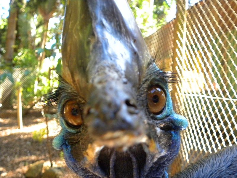 File:Cassowary (Casuarius casuarius) 02.jpg