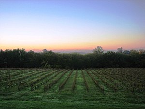 Les vignes du village.