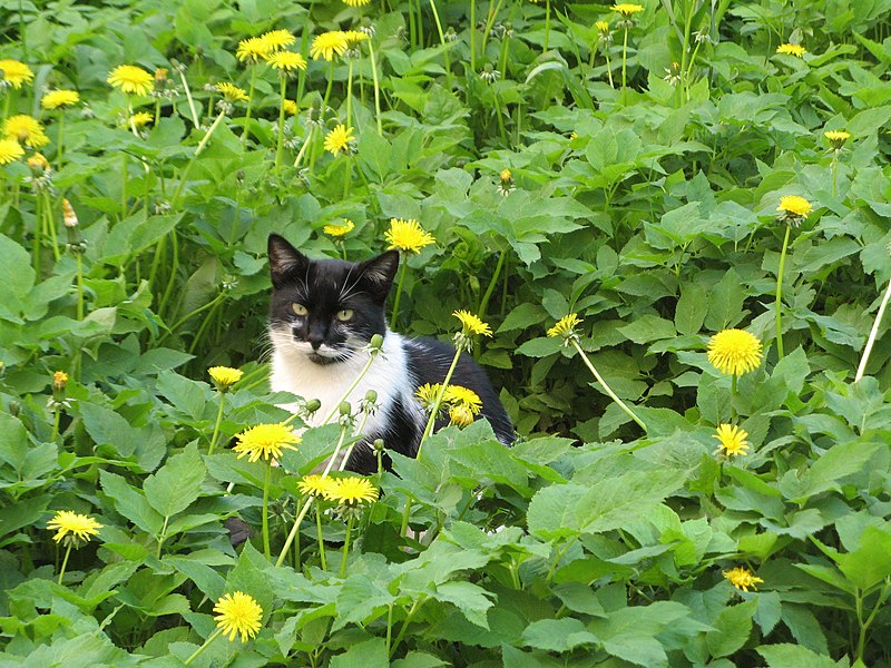 File:Cat & dandelions.jpg