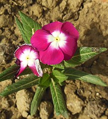 https://upload.wikimedia.org/wikipedia/commons/thumb/d/db/Catharanthus_roseus_Pacifica_Burgundy_Halo-Madagascar_Periwinkle.JPG/217px-Catharanthus_roseus_Pacifica_Burgundy_Halo-Madagascar_Periwinkle.JPG