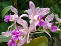 Cattleya amethystoglossa