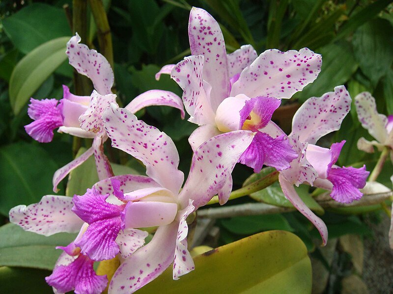 File:Cattleya amethystoglossa jbrj.jpg