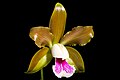 Cattleya tenuis