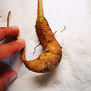 Moringa root