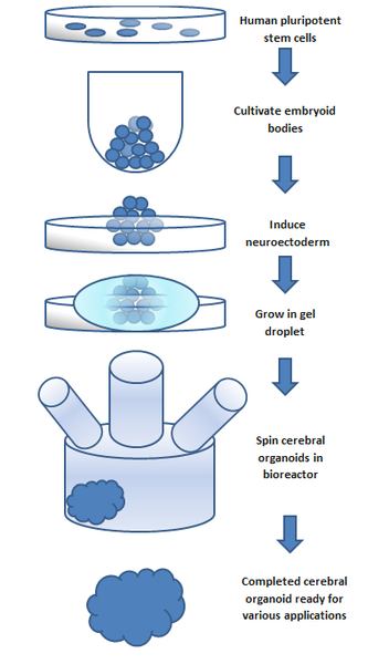 File:Cerebral organoid flowchart.png