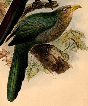 Descrierea imaginii Ceuthmochares australis 1884.jpg.