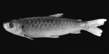 black and white photograph of a Chalceus spilogyros fish specimine