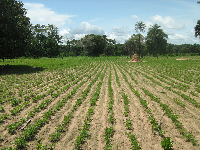 File:Champ d'arachide en Casamance.JPG