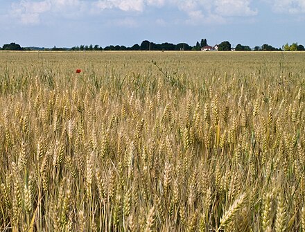 Crop effect. Ячменное поле. Поле ячменя. Поле пшеницы. Пшеница во Франции.