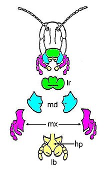 Figure 1: Chewing mouthparts of a grasshopper. Legend: lr, labrum; md, mandibles; mx, maxillae; hp hypopharynx; lb, labium. Chewing mouthparts.JPG