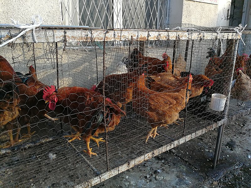 File:Chicken farm in Stepanakert Bazar.jpg