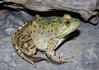 Chiricahua leopard frog Species of amphibian