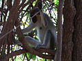 Grüne Meerkatzen Green Monkey