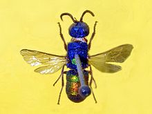 Chrysididae - Chrysis scutellaris.JPG