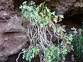 Sonchus pendulus subsp. pendulus