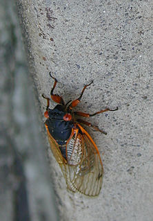 Cicadomorpha Infraorder of insects