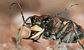 * Nomination The tiger beetles are a large group of beetles known for their predatory habits. As shown a Sandlaufkäfer 'Cicindela hybrida' closeup of the head --Richard Bartz 18:15, 10 September 2007 (UTC) * Promotion Nice! Calibas 00:43, 11 September 2007 (UTC)