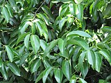 Cinnamomum zeylanicum (Cinnamon) leaves in RDA, Bogra
