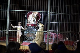 Lions dans un cirque en Tunisie en 2017