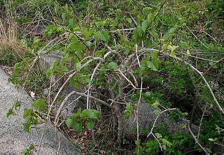 Cissus woodrowii (Woodrow's Grape Tree) in Keesaraguda, AP W IMG 9153.jpg