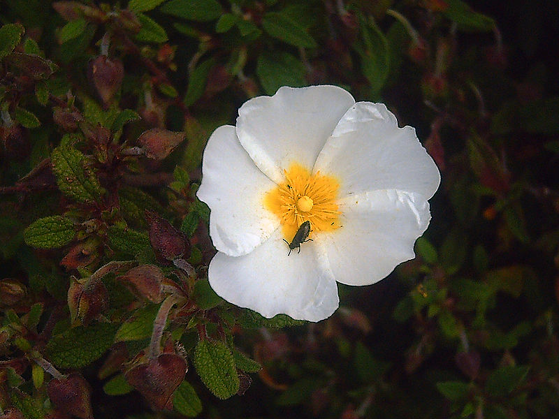 File:Cistus salviifolius FlowerCloseup SierraMadrona.jpg