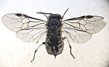 Claremontia hispanica female habitus.jpg