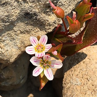 <i>Claytonia nevadensis</i> Species of flowering plant