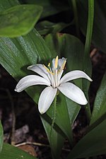 Miniatura para Clintonia uniflora