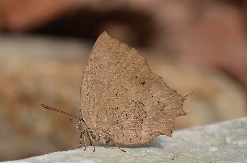 File:Close wing position of Surendra quercetorum, Moore, 1857 – Common Acacia Blue WLB (DSC 0763).jpg