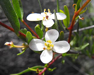 <i>Cneoridium</i> North American genus of plants