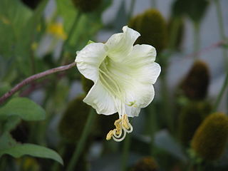 <i>Cobaea pringlei</i> Species of flowering plant