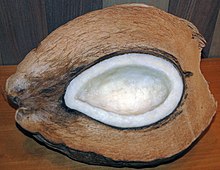 Cross-section of the niu kafa form of the fruits of wild and Indo-Atlantic coconuts
