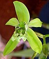 Coelogyne mayeriana