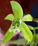 Coelogyne mayeriana