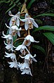 Coelogyne papillosa inflorescence