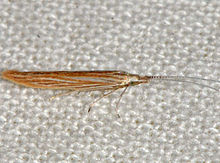 Coleophora cratipennella - Streaked Coleophora Moth (15872778739).jpg