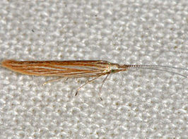 Coleophora cratipennella