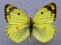 Colias hyale, ♂