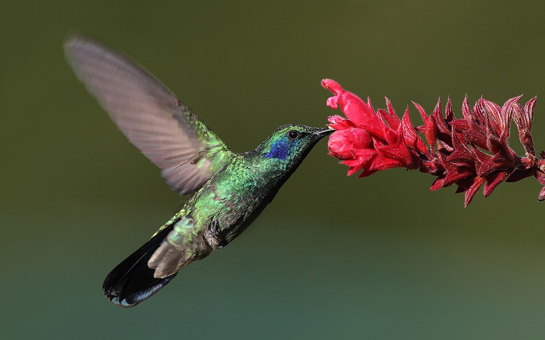 蜜食動物